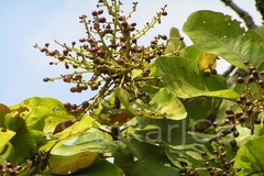Buchanania lanzan